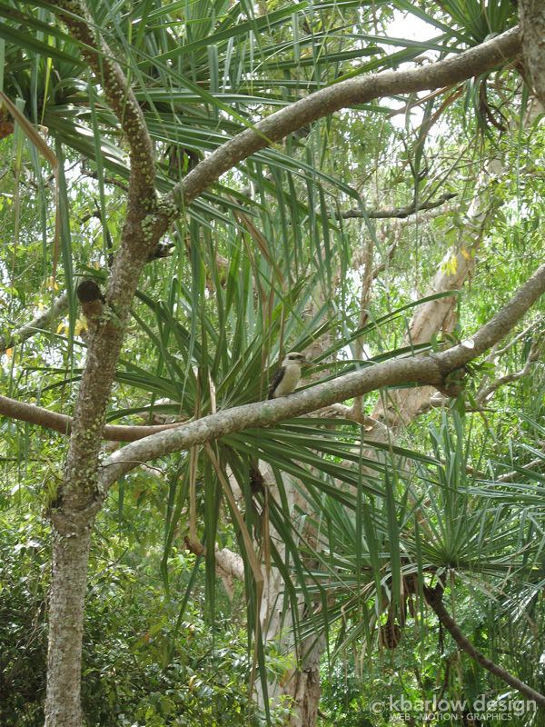 kookaburra, Cairns Botanical Gardens, Australia