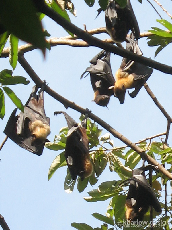 Flying foxes/fruit bats in Cape Tribulation