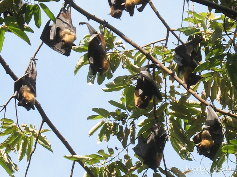 Flying foxes/fruit bats in Cape Tribulation