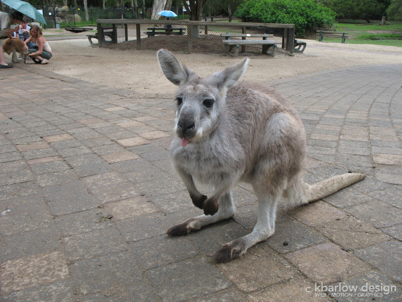 Currumbin Wildlife Sanctuary, Australia