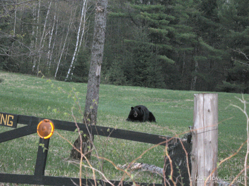 Black Bear, Algonquin Park area