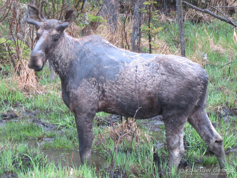 Bull Moose, Algonquin Park