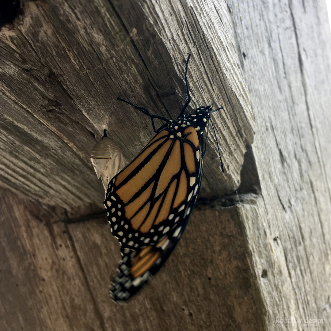 Monarch Butterfly Chrysalis | kbarlowdesign.com blog