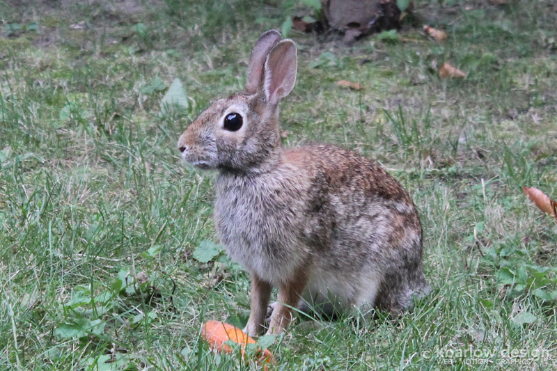 bunny-aug2014